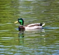 A Male Mallard Duck Royalty Free Stock Photo