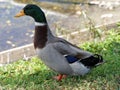 Male Mallard Duck Standing at Attention