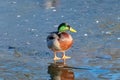 Male Mallard duck standing on a frozen lake