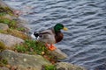 Male mallard duck standing on rock next to water lake in Sweden Royalty Free Stock Photo