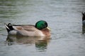 Male Mallard duck swimming across the calm water of a pond Royalty Free Stock Photo