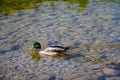 Male Mallard duck swimming through clear water with rocks on the bottom. Royalty Free Stock Photo