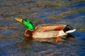 Male Mallard Duck swimming in the Kern River Royalty Free Stock Photo