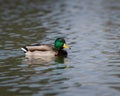 Male Mallard duck swimming about in the lake