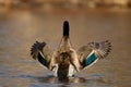 Mallard Duck Fall Wing Flap Royalty Free Stock Photo