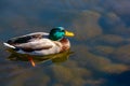 Male mallard duck