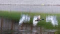 mallard duck taking off over green lake Royalty Free Stock Photo