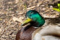 Male Mallard Duck Tilting Head Looking Up Smiling