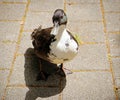 Urbanized male waterfowl on the sidewalk Royalty Free Stock Photo