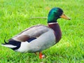 Male Mallard Duck