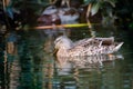 Male Mallard Duck wading in a pond