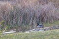male mallard duck walking towards edge of reedy pond Royalty Free Stock Photo