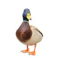 Male mallard duck on white background with work paths Royalty Free Stock Photo