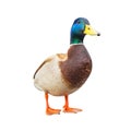 Male mallard duck on white background with work paths Royalty Free Stock Photo