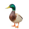 Male mallard duck on white background with work paths Royalty Free Stock Photo