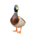 Male mallard duck on white background with work paths Royalty Free Stock Photo