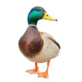 Male mallard duck on white background with work paths Royalty Free Stock Photo