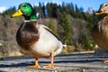 Male mallard duck on a wooden pier head portrait shot on a sunny day with nice shiny green feather Royalty Free Stock Photo