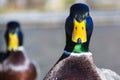 Male mallard duck on a wooden pier head portrait shot on a sunny day with nice shiny green feather Royalty Free Stock Photo