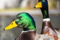 Male mallard duck on a wooden pier head portrait shot on a sunny day with nice shiny green feather Royalty Free Stock Photo