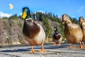 Male mallard duck on a wooden pier head portrait shot on a sunny day with nice shiny green feather Royalty Free Stock Photo