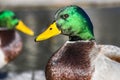 Male mallard duck on a wooden pier head portrait shot on a sunny day with nice shiny green feather Royalty Free Stock Photo