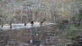 Male Mallard Ducks Following and Copying Female Mallard on Vartry Reservoir