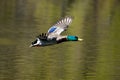 Male Mallard in flight