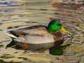 male mallard floating on the waves on lake