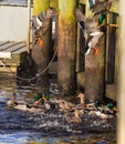 Mallards gone crazy