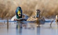 Male mallard follows female duck as they swim together on water surface of small lake Royalty Free Stock Photo