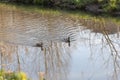 Male mallard follows female duck as they swim on water surface of small lake in spring Royalty Free Stock Photo