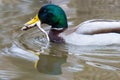 Male mallard with frog swimming Royalty Free Stock Photo