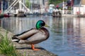 Male Mallard at the harbor of Gouda, Netherlands