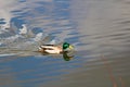 A male mallard with its reflection swims in water Royalty Free Stock Photo