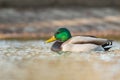 Portrait of a Male mallard on lake