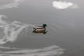 Male mallard in the middle of the young floating ice on the water surface Royalty Free Stock Photo