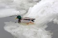 Male mallard in the middle of the young floating ice on the water surface Royalty Free Stock Photo