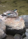 Male Mallard During Molt