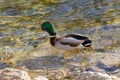 Male mallard, mottled wild duck, with glossy green head, brown s