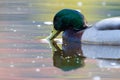 Male Mallard on Pond