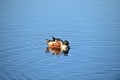 A Male Mallard preening his feathers