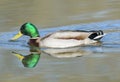 Male Mallard with Reflection Royalty Free Stock Photo