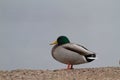 A male Mallard resting on icy river Royalty Free Stock Photo