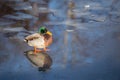 Male mallard standing on thin ice with his feet in the water Royalty Free Stock Photo