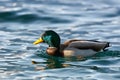 Male mallard swimming