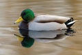 Male Mallard swimming in a lake