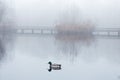 Male mallard swimming in pond in misty foggy weather