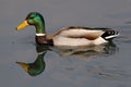 Male mallard swims in the lake Royalty Free Stock Photo