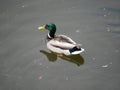 Male mallard swims on the river outside the city. spring Sunny day. beautiful young drake. Royalty Free Stock Photo